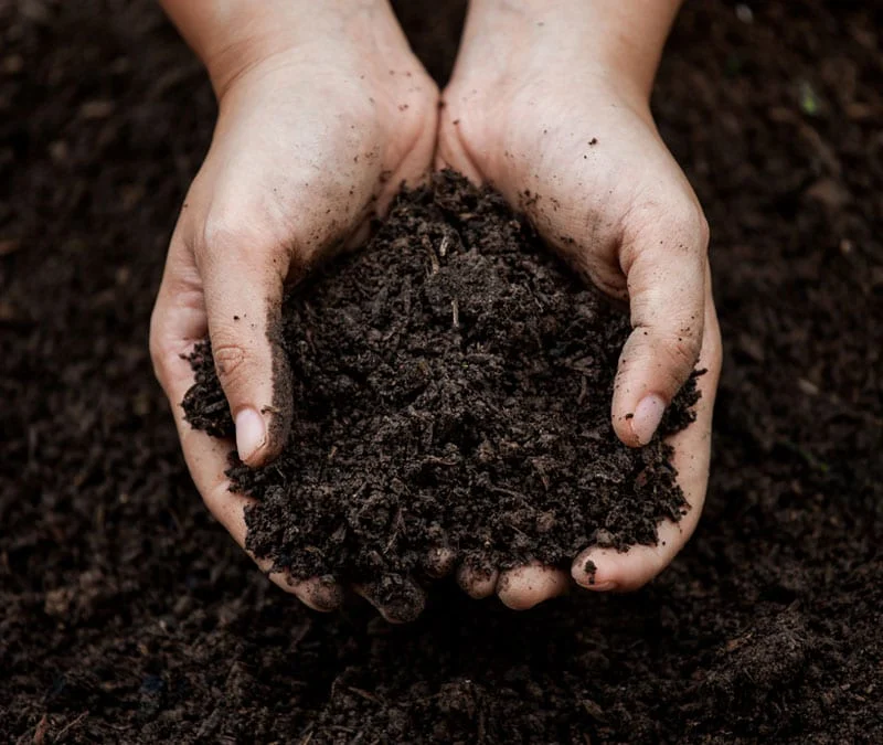 big handful of sweet, dark organic compost