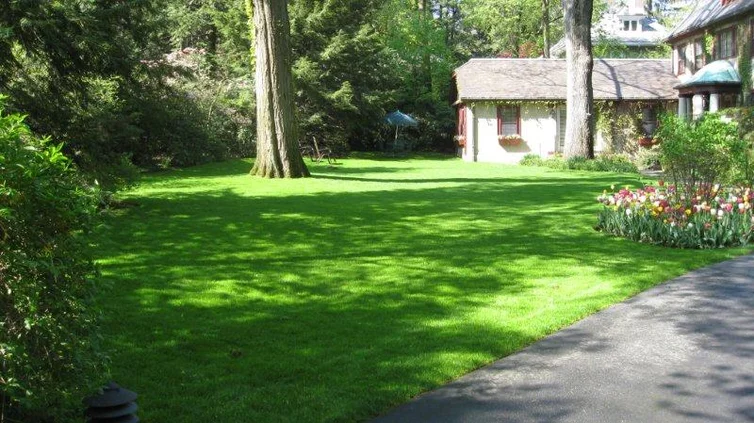 What successful organic lawn care looks like!