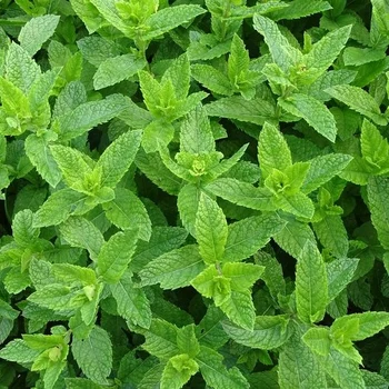peppermint smells fantastic, and naturally repels mosquitos and spiders