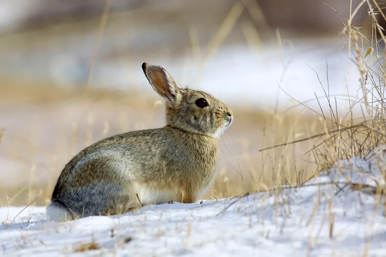 protect your yard from damage from rabbits like this 
