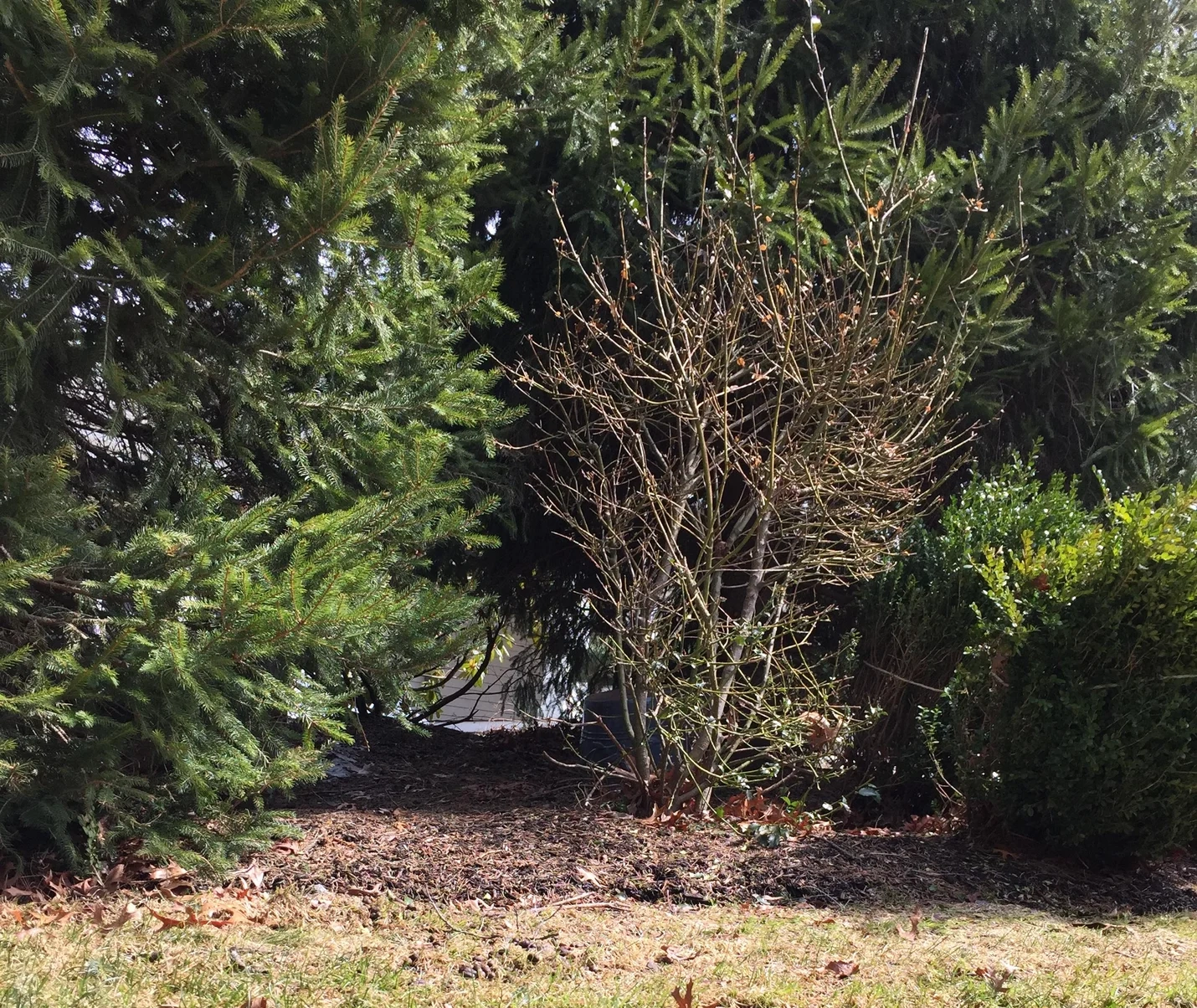 a landscaping plant stripped bare by deer damage