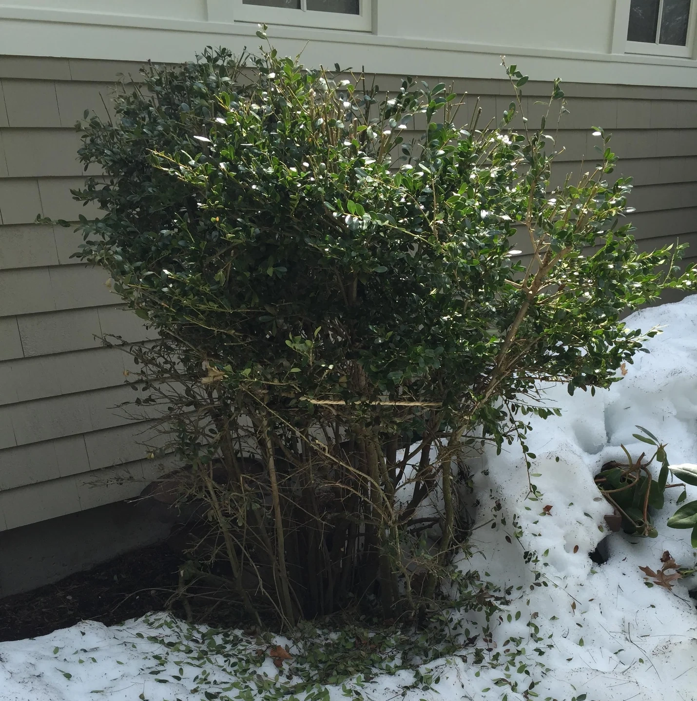 more plants eaten up by deer damage, showing how close deer will get to your home if not protected