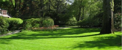 example of a healthy organic lawn