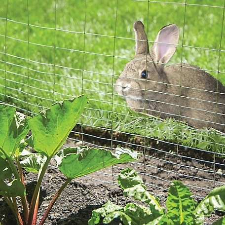 rabbit looking at plants through a fence