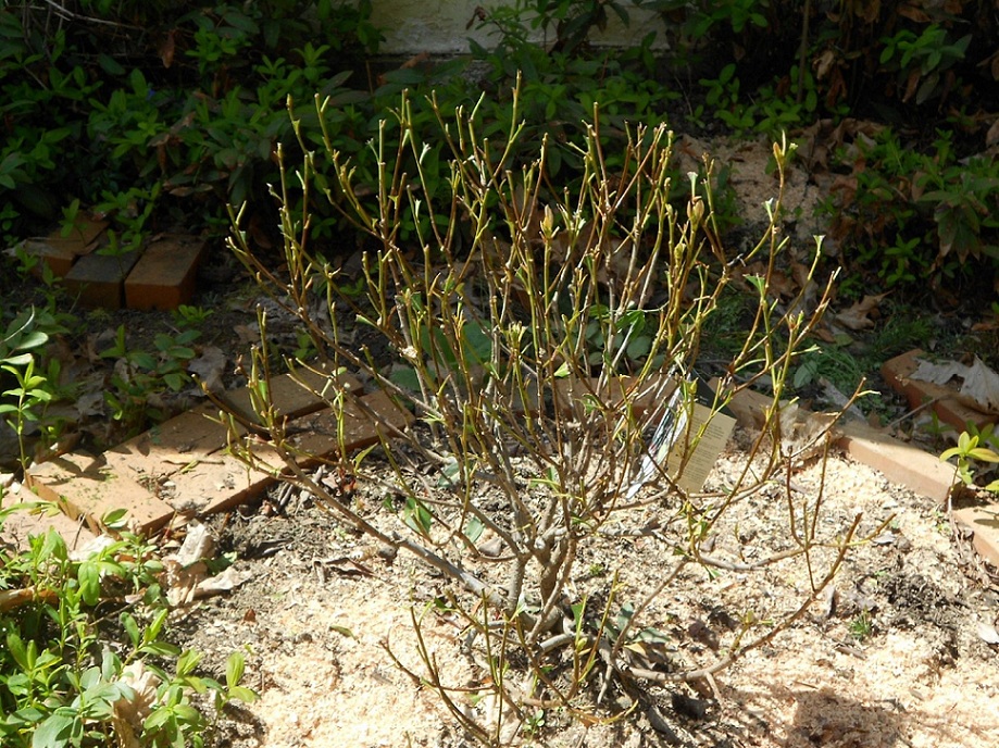 rhododendron picked clean from deer damage