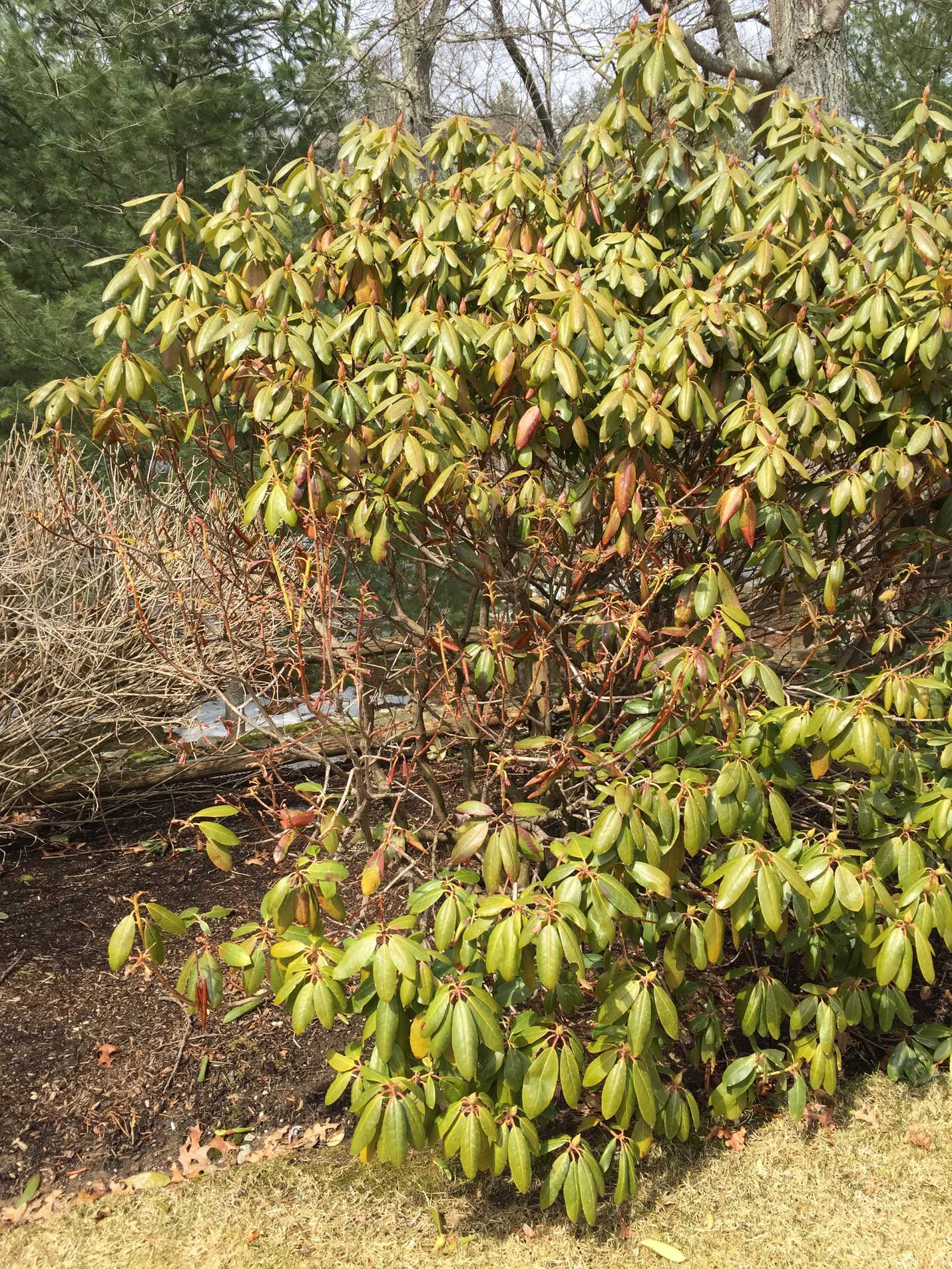 another rhododendron with deer damage, still healthy enough to recover if protected with natural deer control sprays