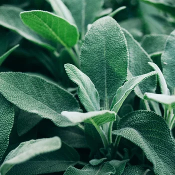 sage is a very effective, passive companion to our natural tick and mosquito control solutions, and useful in the kitchen!