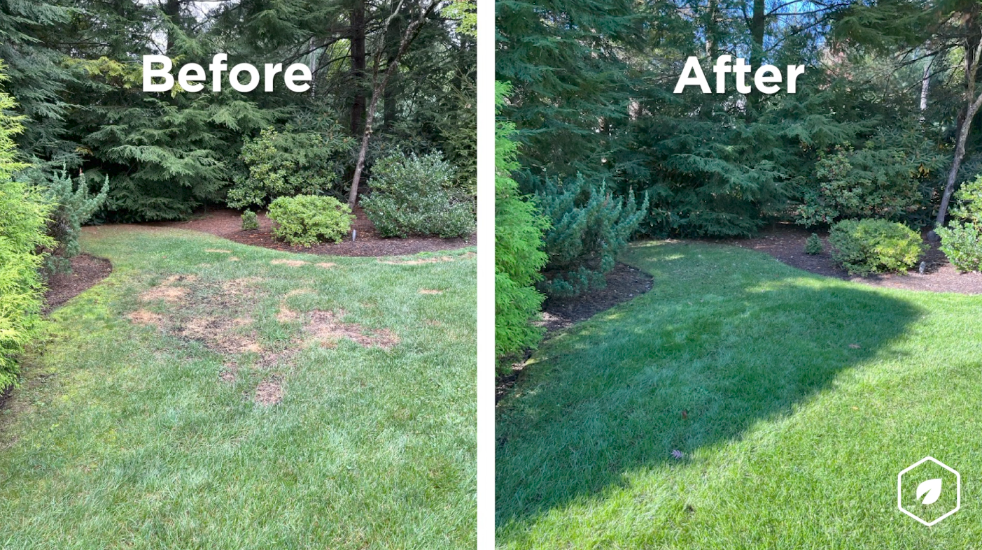 A graphic showing a before and after photo. The before image shows a lawn with some brown spots. The after photo shows a luscious green, dense lawn. 