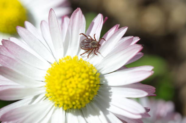 flowers are blooming, and tick eggs are hatching: it's deer tick season