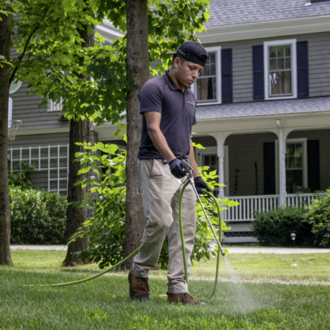 Summer Lawn Care Tips: 5 Natural Ways to Prepare Your Lawn in June & July