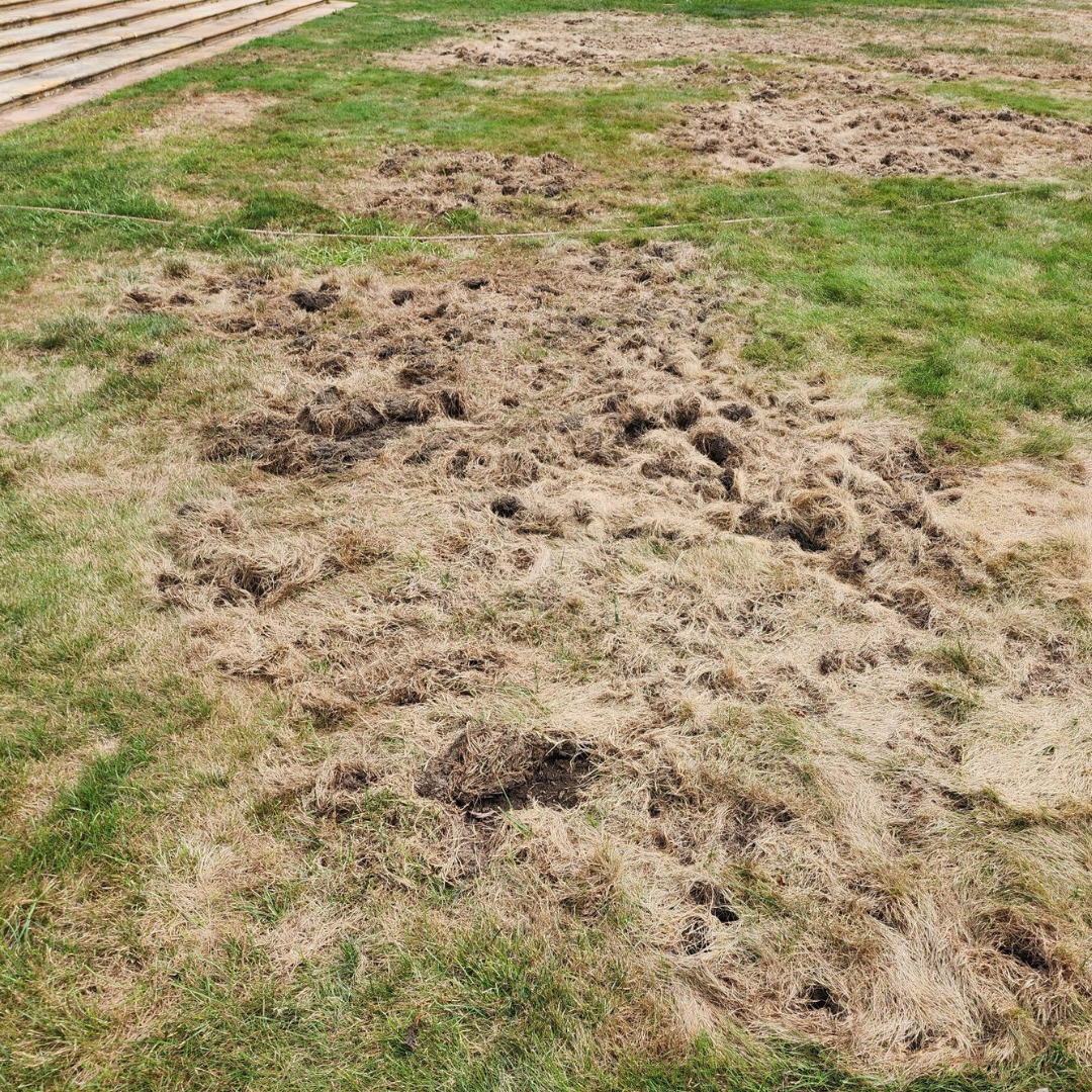 Brown patch in grass showing grub damage, with visible turf lifting slightly