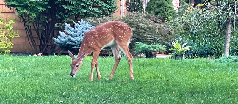 Deer eating plantings in cape cod
