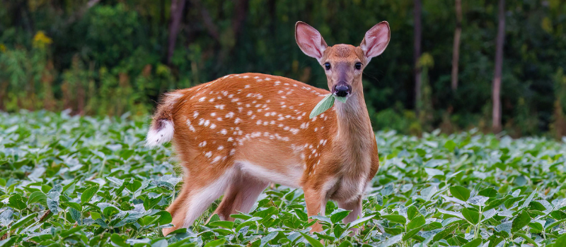 Deer Eating Plants