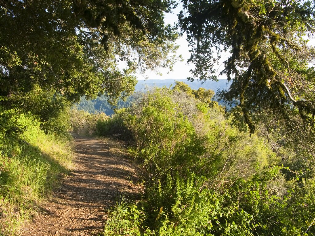 Well-defined hiking trail surrounded by dense forest.