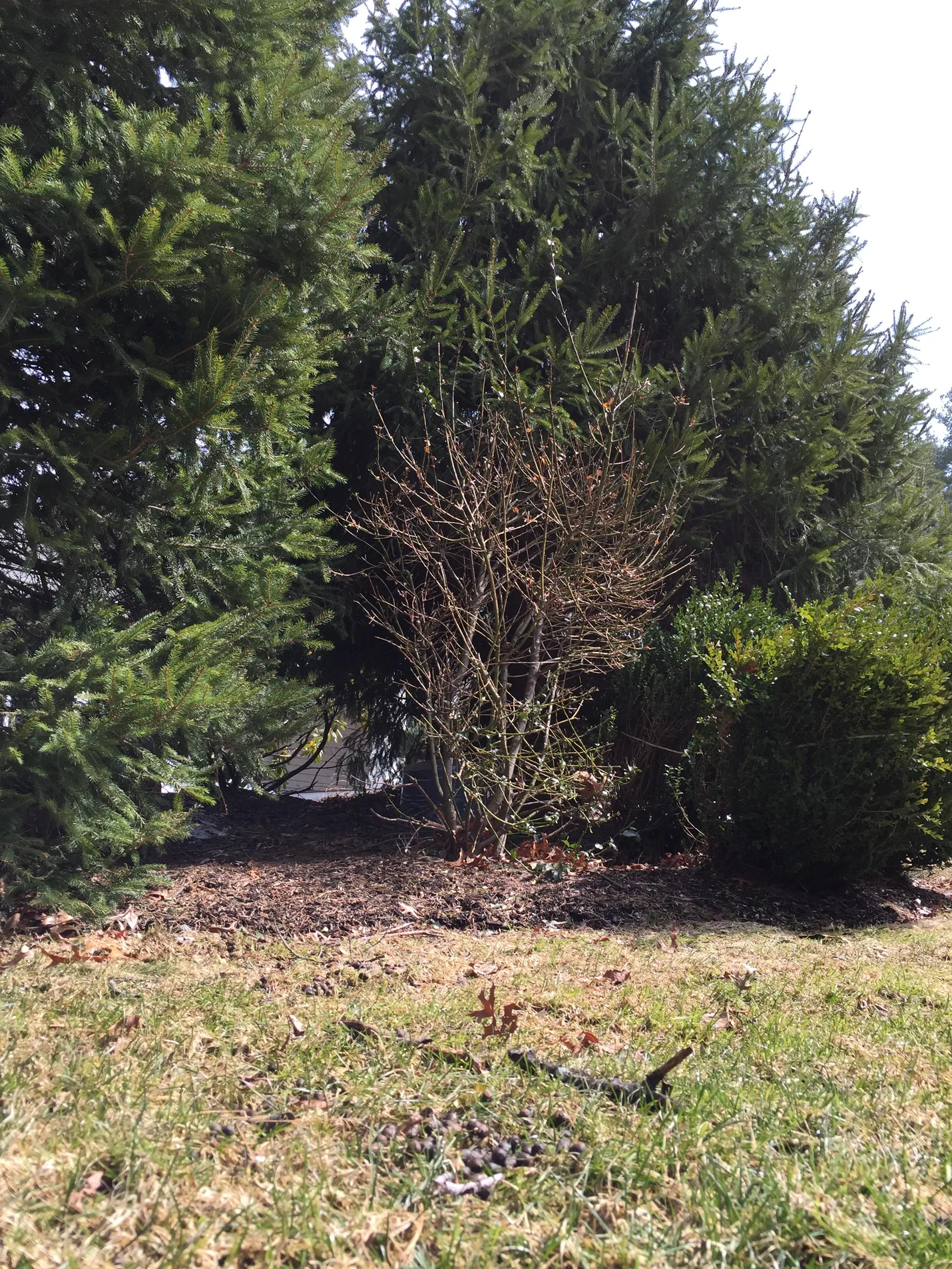 one last shrubbery, or perhaps a young tree - it's hard to tell with this level of deer damage